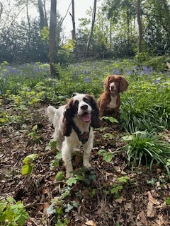 Our dogs Maggie and Rosie playing in the forest.
